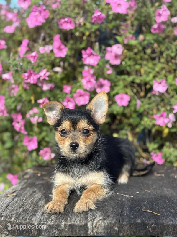 Leonora Yorkie-Pom – Pomeranian, Yorkshire Terrier puppy for sale in Shipshewana, IN