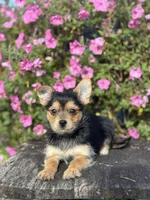 Leonora Yorkie-Pom, a female Pomeranian and Yorkshire Terrier for sale in Shipshewana, IN – 1 of 6