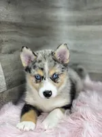 Emma, a female Pomsky for sale in Shipshewana, IN – 3 of 3