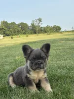Mariah, a female French Bulldog for sale in Shipshewana, IN – 2 of 5