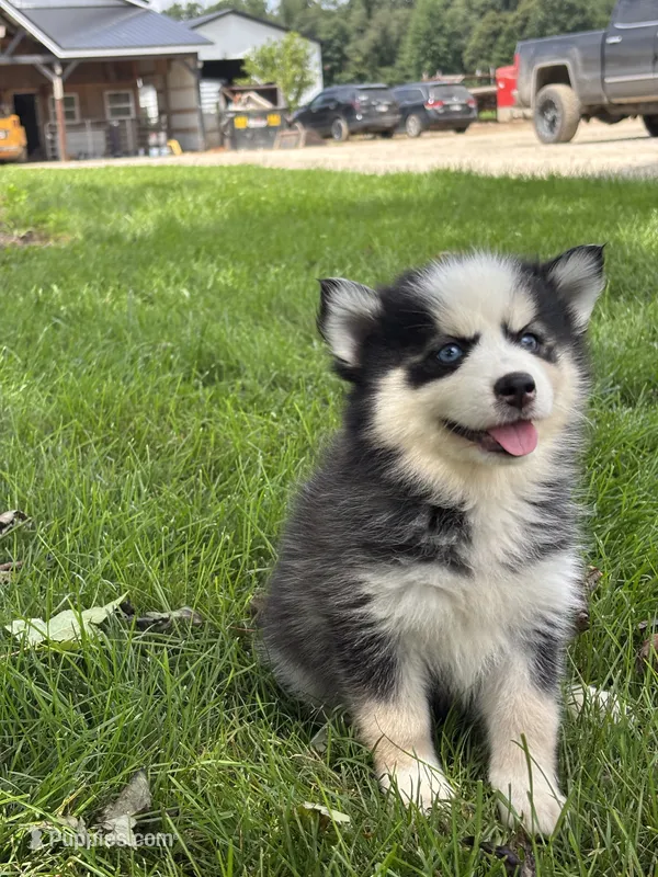 Doris – Pomsky puppy for sale in Shipshewana, IN