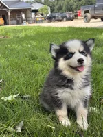 Doris, a female Pomsky for sale in Shipshewana, IN – 1 of 3