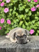 Sky, a female French Bulldog for sale in Shipshewana, IN – 2 of 3