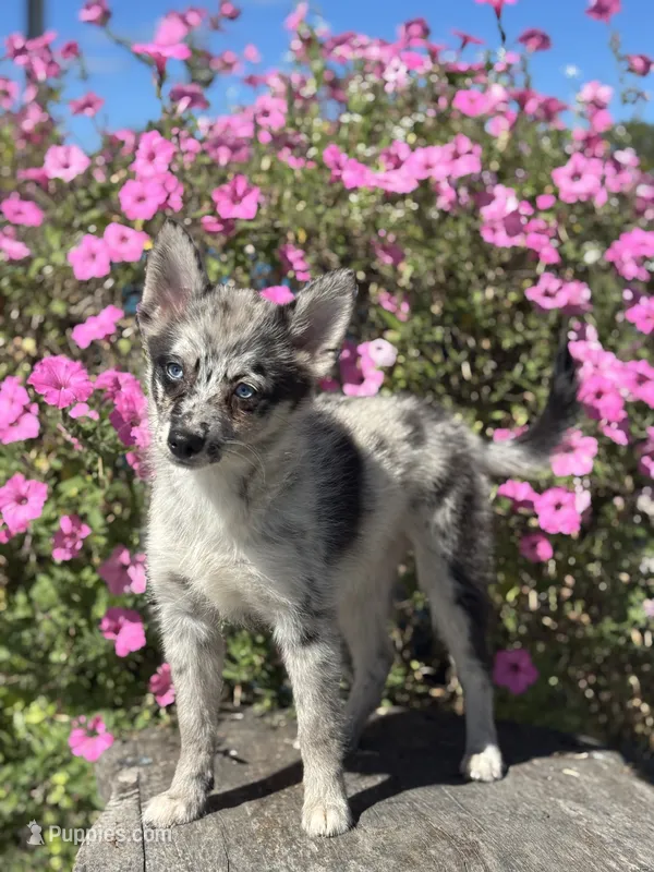 Grace – Pomsky puppy for sale in Shipshewana, IN