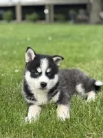 Stetson, a female Pomsky for sale in Shipshewana, IN – 3 of 4