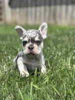 Owen, a male French Bulldog for sale in Shipshewana, IN – 2 of 3
