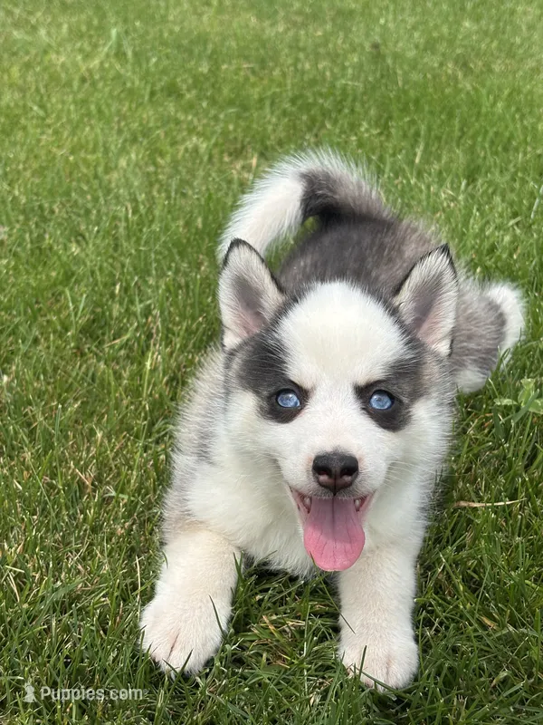 Shane – Pomsky puppy for sale in Shipshewana, IN