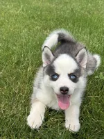 Shane, a female Pomsky for sale in Shipshewana, IN – 1 of 3