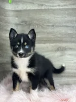 Evelyn, a female Pomsky for sale in Shipshewana, IN – 2 of 3
