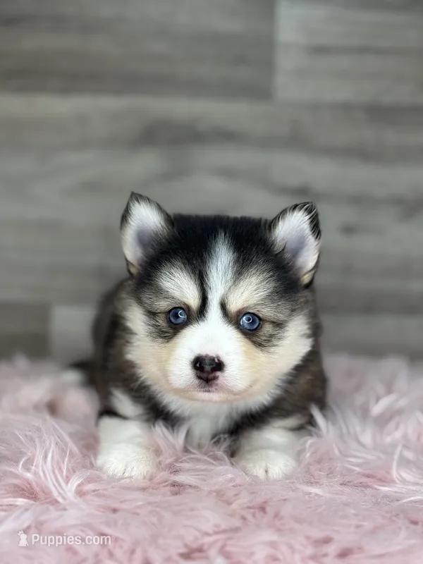 Athena – Pomsky puppy for sale in Shipshewana, IN