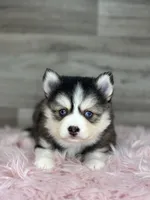 Athena, a female Pomsky for sale in Shipshewana, IN – 1 of 3