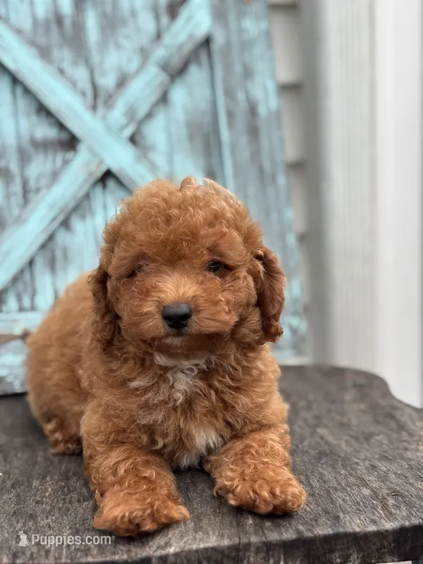 Roman F1BB – Miniature Goldendoodle puppy for sale in Shipshewana, IN