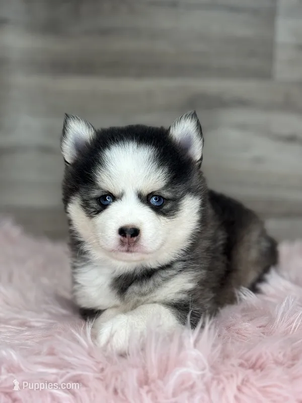 Alice – Pomsky puppy for sale in Shipshewana, IN