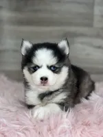 Alice, a female Pomsky for sale in Shipshewana, IN – 1 of 3