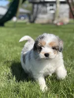 Mark, a male Pomsky and Miniature Goldendoodle for sale in Shipshewana, IN – Photo 2 of 3