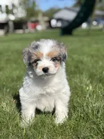 Mark, a male Pomsky and Miniature Goldendoodle for sale in Shipshewana, IN – Photo 1 of 3