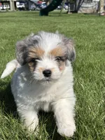 Mark, a male Pomsky and Miniature Goldendoodle for sale in Shipshewana, IN – Photo 3 of 3