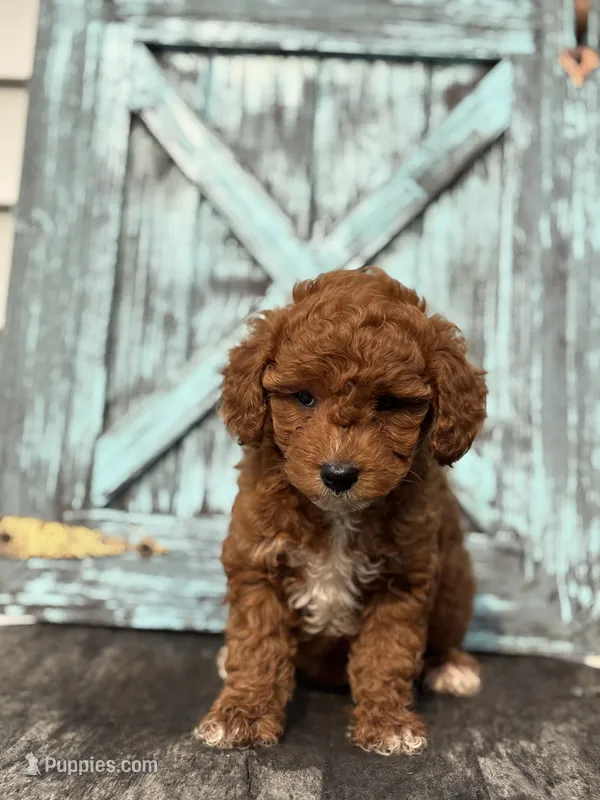Flora F1B – Miniature Goldendoodle puppy for sale in Shipshewana, IN
