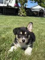 Rick, a male Pembroke Welsh Corgi and Siberian Husky for sale in Shipshewana, IN – 2 of 3