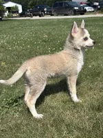Sarah, a female Pomsky for sale in Shipshewana, IN – 2 of 3
