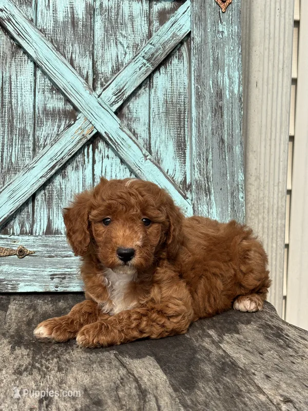 Grant F1B – Miniature Goldendoodle puppy for sale in Shipshewana, IN