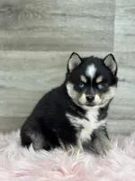 Tobias, a male Pomsky for sale in Shipshewana, IN – 2 of 3