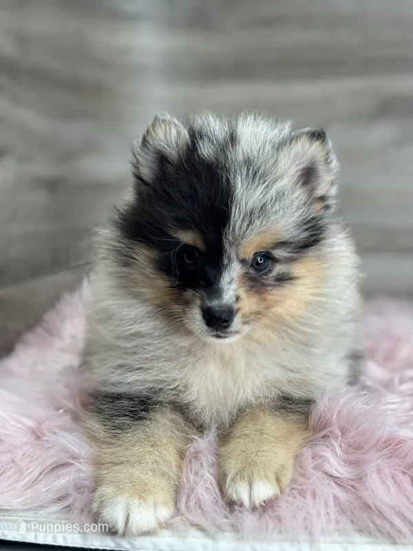 Stetson – Pomsky puppy for sale in Shipshewana, IN