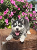 Sawyer, a male Pomsky for sale in Shipshewana, IN – 3 of 3