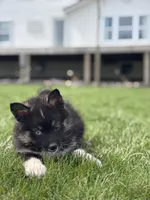 Devon, a male Pomsky for sale in Shipshewana, IN – Photo 2 of 3