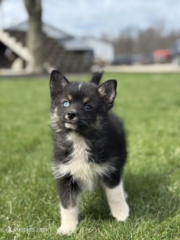 Devon – Pomsky puppy on hold in Shipshewana, IN