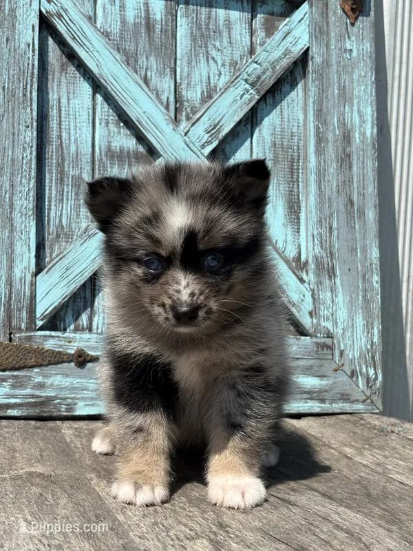 Geneva – Pomsky puppy for sale in Shipshewana, IN