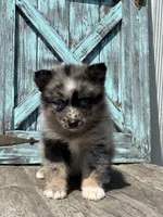 Geneva, a female Pomsky for sale in Shipshewana, IN – 1 of 3