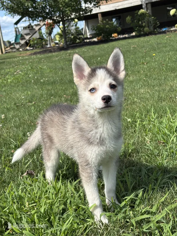 Saint – Pomsky puppy for sale in Shipshewana, IN