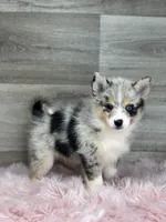 Emily, a female Pomsky for sale in Shipshewana, IN – 3 of 3