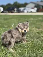 Glenda, a female Pomsky for sale in Shipshewana, IN – 2 of 3