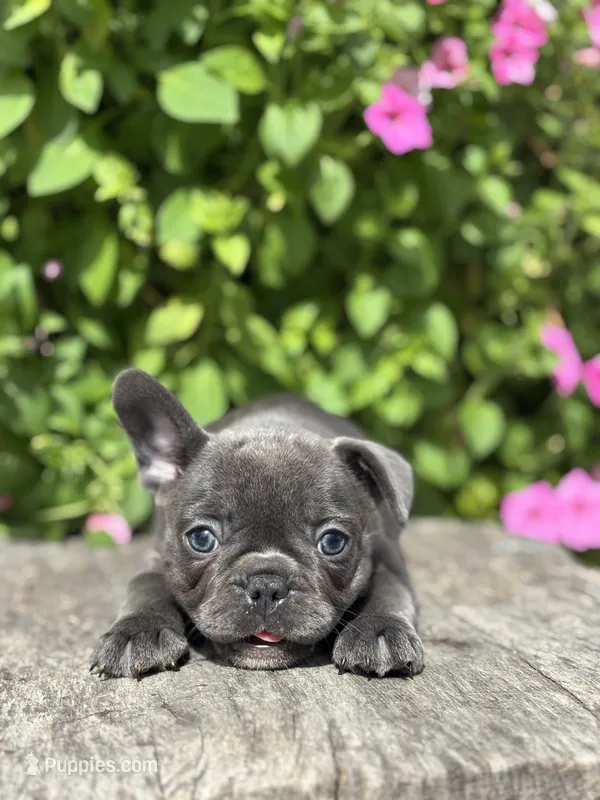 Stella – French Bulldog puppy for sale in Shipshewana, IN