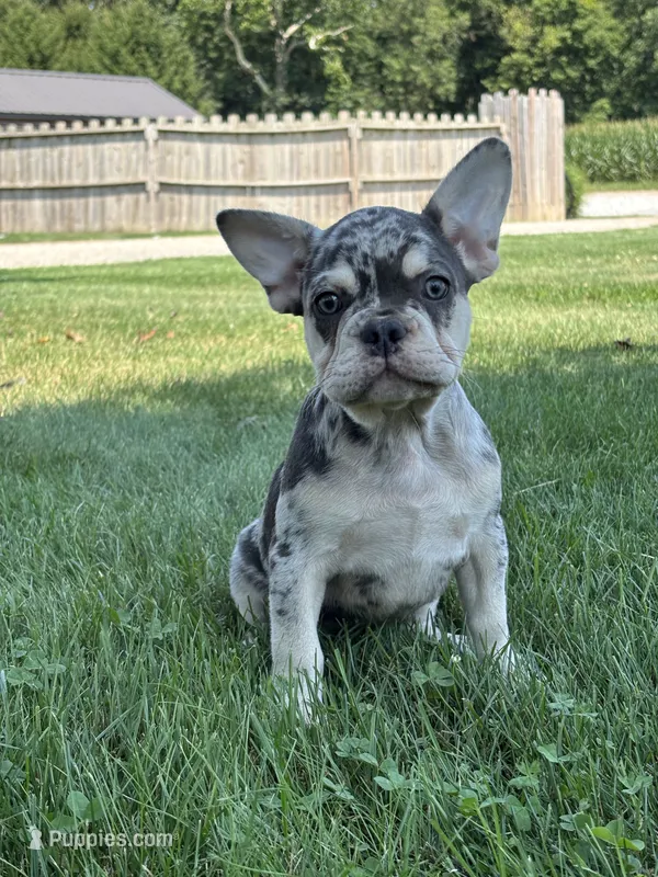 Owen – French Bulldog puppy for sale in Shipshewana, IN