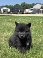 Graham, a male Pomsky for sale in Shipshewana, IN – 2 of 3