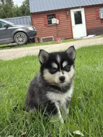 Dolly, a female Pomsky for sale in Shipshewana, IN – 3 of 3