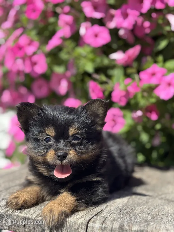 Leah Yorkie-Pom – Pomeranian, Yorkshire Terrier puppy for sale in Shipshewana, IN