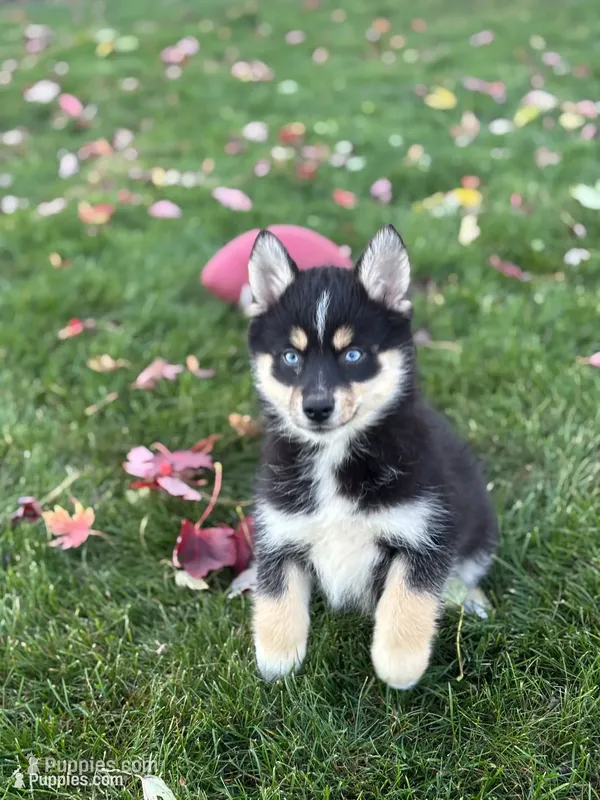 Sophia – Pomsky puppy for sale in Shipshewana, IN
