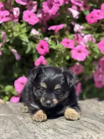 Lilly Yorkie-Pom, a female Pomeranian and Yorkshire Terrier for sale in Shipshewana, IN – 2 of 3