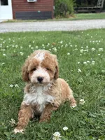 Remi F1BB, a female Miniature Goldendoodle for sale in Shipshewana, IN – 3 of 3