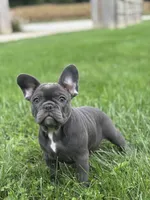 Stella, a female French Bulldog for sale in Shipshewana, IN – 2 of 6