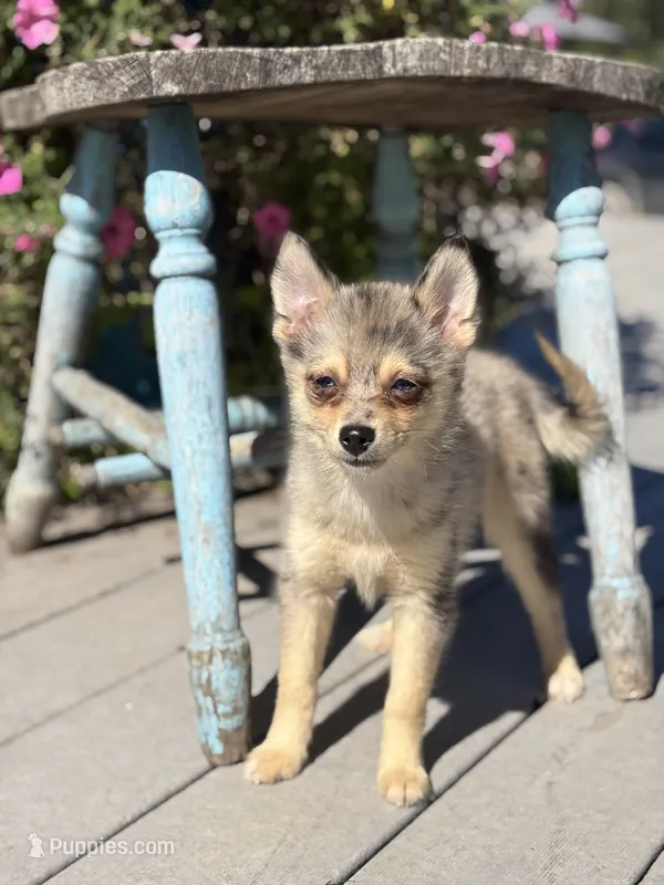 Glenda – Pomsky puppy for sale in Shipshewana, IN