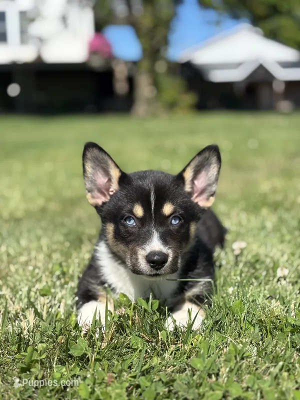 River – Pembroke Welsh Corgi, Siberian Husky puppy for sale in Shipshewana, IN