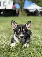 River, a female Pembroke Welsh Corgi and Siberian Husky for sale in Shipshewana, IN – 1 of 3
