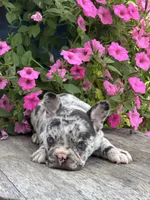 Hudson, a male French Bulldog for sale in Shipshewana, IN – 2 of 3
