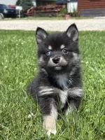 Gloria, a female Pomsky for sale in Shipshewana, IN – 2 of 3