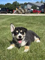 Richard, a male Pembroke Welsh Corgi and Siberian Husky for sale in Shipshewana, IN – 3 of 3